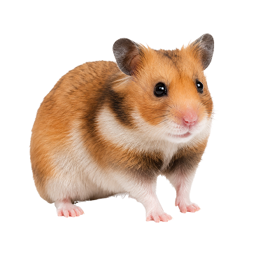 Сирийский хомяк